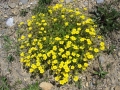 derborence_33