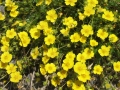 derborence_34