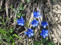 derborence_40b