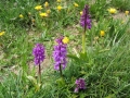derborence_41
