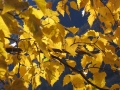 derborence_42