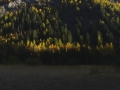 derborence_50